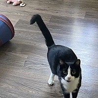 adopt a pet