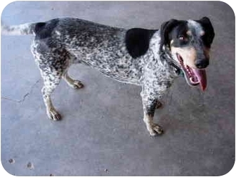 bluetick coonhound australian shepherd mix