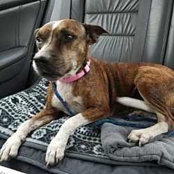 Photo of Doris - BEING FOSTERED IN CT!