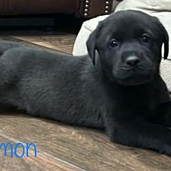Photo of Solomon Adoption Pending