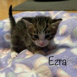 Thumbnail photo of Ezra #4