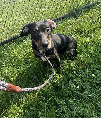 Cincinnati, OH - Dachshund. Meet Molly a Pet for Adoption - AdoptaPet.com