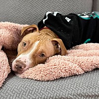 adopt a pet