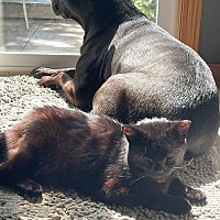 adopt a pet