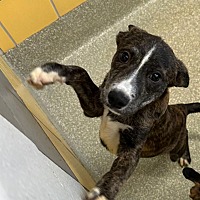adopt a pet