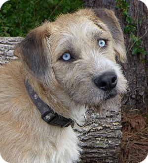 border terrier husky mix