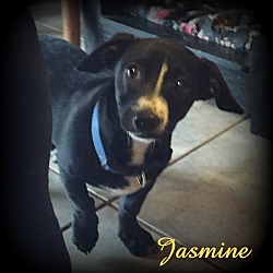 Thumbnail photo of Jasmine #2