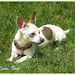 Thumbnail photo of Taco:  The Perfect Chihuahua #3