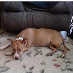 Shar Pei Puppies For Sale In Sebring Florida Adoptapet Com