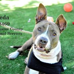 Manatee County Animal Services in Palmetto, Florida
