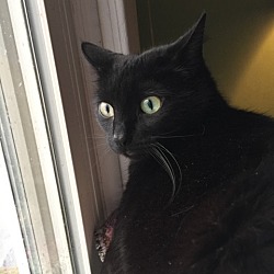 Burmese Kittens For Sale In Michigan Adoptapet Com
