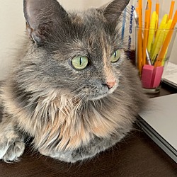 Photo of Miss Kitty