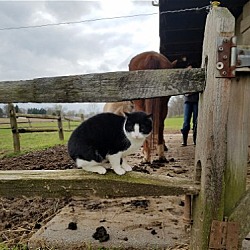 Thumbnail photo of Barn Cats #1
