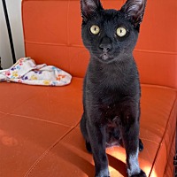 Photo of Midnight from St. Thomas (FIV+)