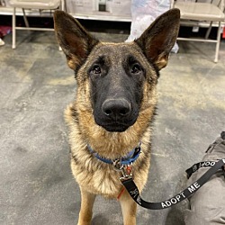 Photo of Bella