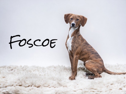 Photo of Foscoe