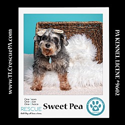 Thumbnail photo of Sweet Pea (Bonded Pair with Zena)  030224 #1