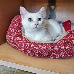 Thumbnail photo of Pearl @ Petsmart #1