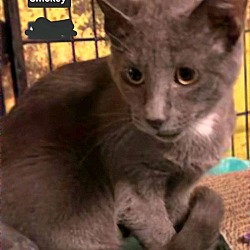 Thumbnail photo of Smokey (24-778) #2