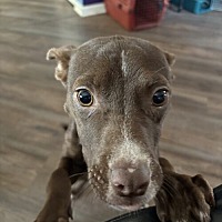 adopt a pet