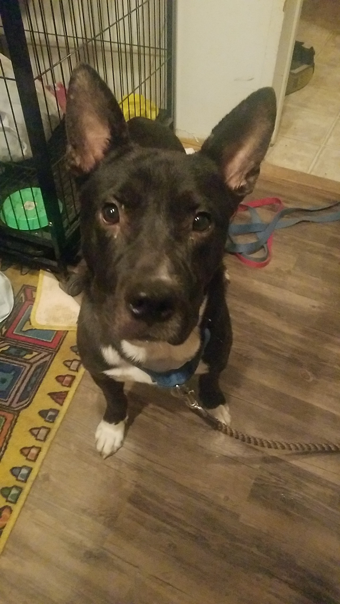 Sioux Falls Sd German Shepherd Dog Meet Rocky A Pet For Adoption