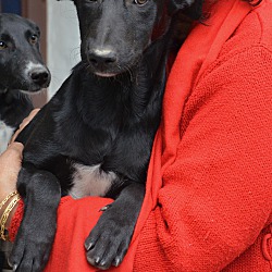 Thumbnail photo of Komal-Indian Pariah pup #3