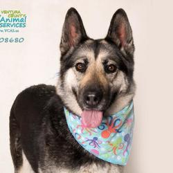 Ventura County Animal Services In Camarillo California