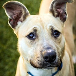 The Shelter Connection at the Town of North Hempstead ...