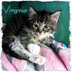 Thumbnail photo of Virginia #3
