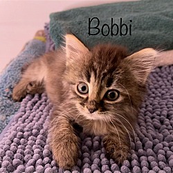 Photo of Bobbi ( lap kitten)