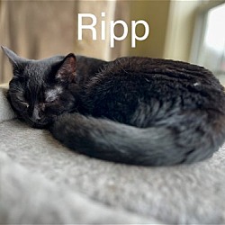 Photo of Ripp