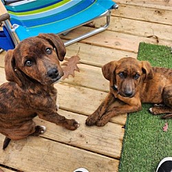 Photo of Plott pups courtesy post