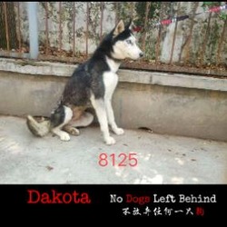 Thumbnail photo of Dakota 8125 #1