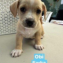 Photo of Obi