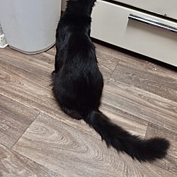Thumbnail photo of Milo (Angora cat) Clermont #4