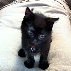 Thumbnail photo of Midnight #2