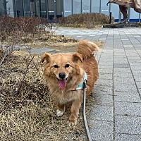 adopt-pet