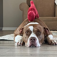 adopt a pet