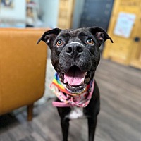 adopt a pet