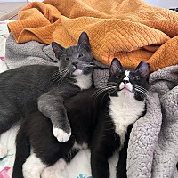 adopt a pet