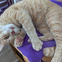 adopt a pet