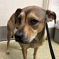 adopt a pet