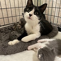 adopt a pet