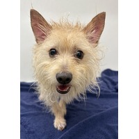 adopt-pet
