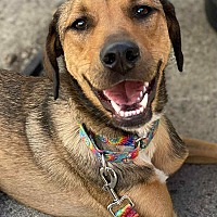 adopt a pet