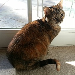 Photo of Ginger Snap - 11 yrs. old