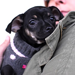 Thumbnail photo of Espresso-Adopted!! #1