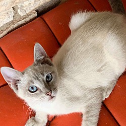 Photo of Kitten 2