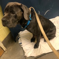 Cane Corso Puppies For Sale Ready Now Oakton Va Patch