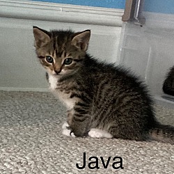 Photo of Java